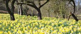 Wild Daffodil 25 bulbs Buttercup,Lent Lily  (NARCISSUS PSEUDONARCISSUS) image 4