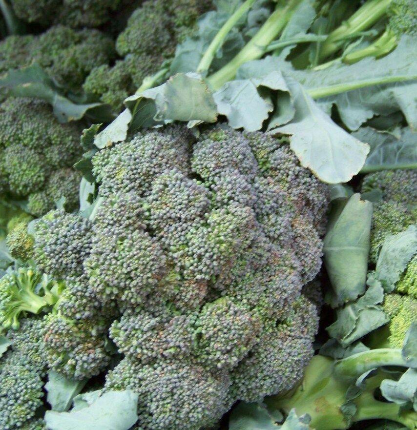 broccoli, WALTHAM BROCCOLI, 180 seeds! GroCo Plants & Seedlings