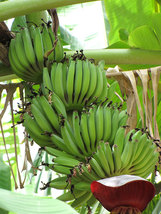 Live Plant Dwarf Cavendish Banana Tree - Musa - Gardening - Outdoor Living - $60.99