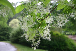 White Fringe tree quart pot image 5