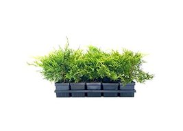 Gold Star Juniper | 3 Live 4 Inch Pots | Juniperus Chinensis | Drought Tolerant  - $49.98