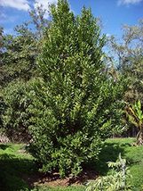 Bay Rum Tree - Live Tree in a 3 Gallon Pot - Pimenta Racemosa - Edible S... - $153.42