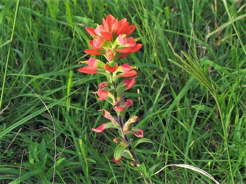 50 INDIAN PAINTBRUSH Castilleja Indivisa Flower Seeds - Seeds & Bulbs