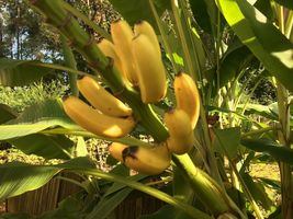 Cold Hardy North America Banana  -  Tree Seedling (Rhizome)  -   3 to 6 in. Long image 7