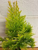 Golden Arborvitae tree qt. pot   (thuja plicata) image 3