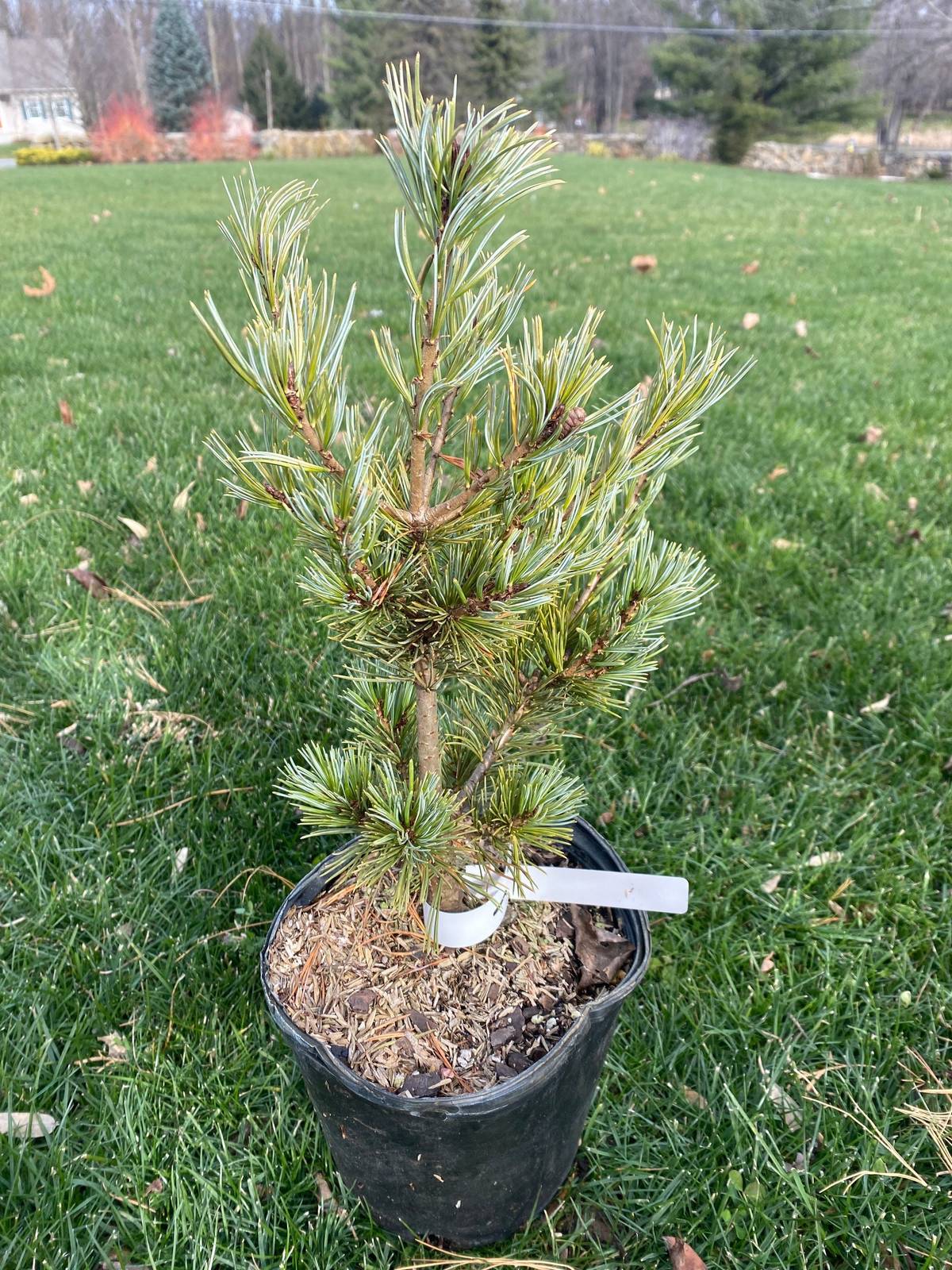 Pinus parviflora 'Azuma Goyo' Live Plant and similar items