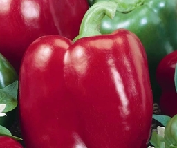4 Variety Very Excellent Pepper Sweet Big Red Fresh Seeds #TLM1 - $14.99
