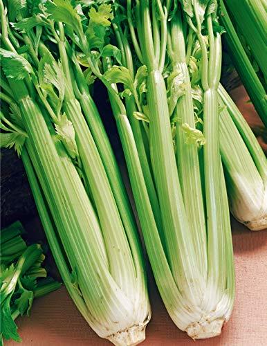 Celery Seed, Utah Tall, 25 Seeds, Heirloom, Non GMO, for Gardening
