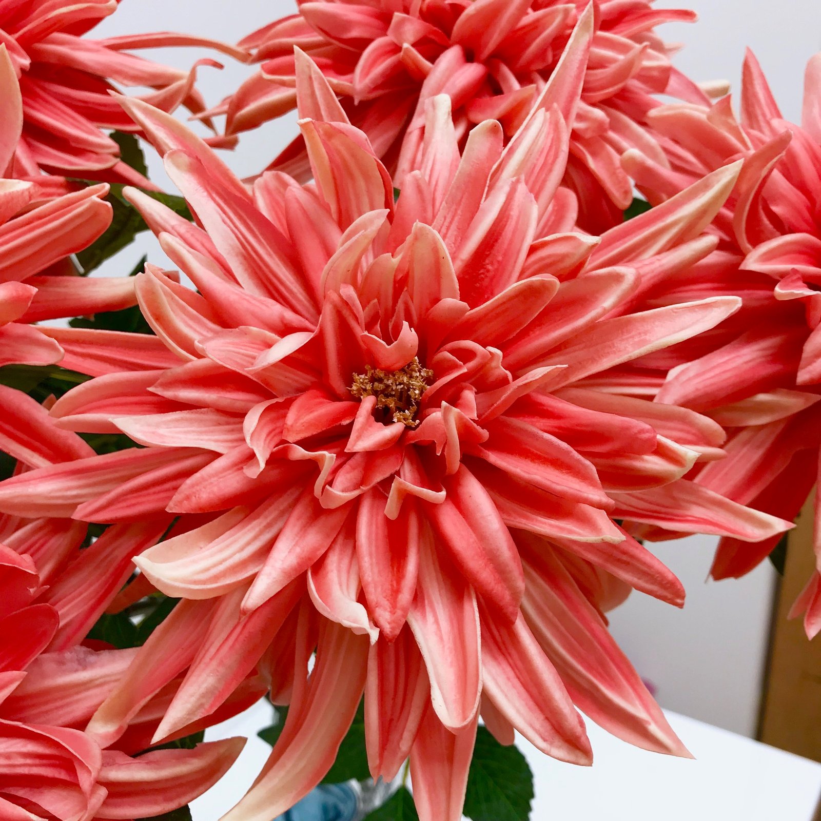 Extra Large Red Dahlia Silk Stem for DIY Floral Arrangements Bouquets Bridal Wed - Floral Decor