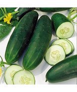 Cucumber, Straight Eight Cucumber Seeds, Heirloom, Organic 25 Seeds, Gre... - $1.99