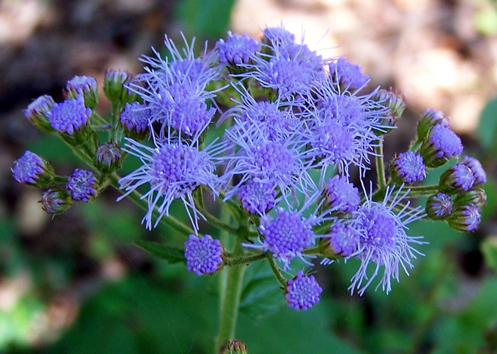 2 Mistflower Eupatorium coelestinum Hardy Ageratum / Wild Ageratum