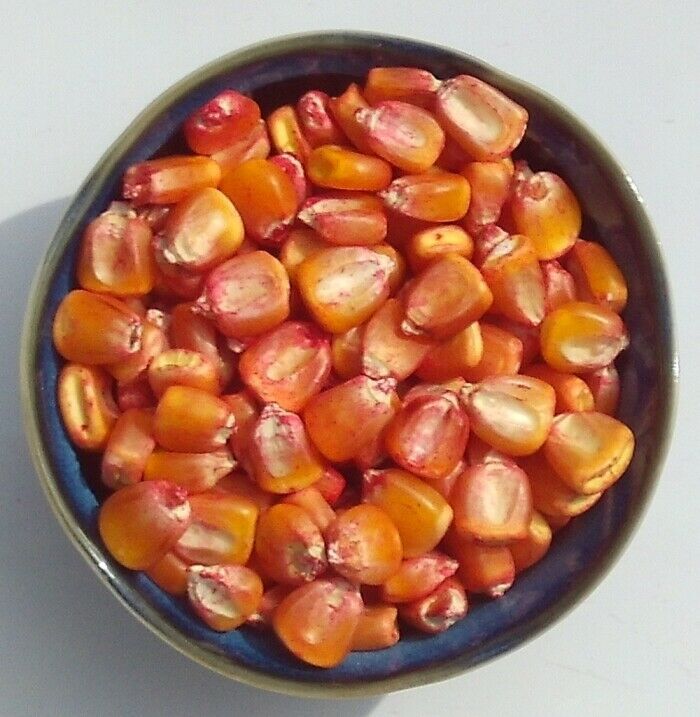 Golden Hickory King Corn Seed Roasting Maize Garden Treated Seeds