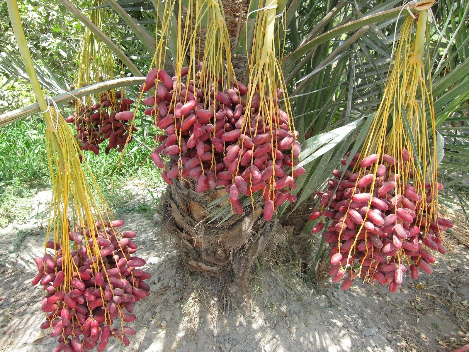 10 Seeds, Date Palm Phoenix Dactylifera US Seller - Plants & Seedlings