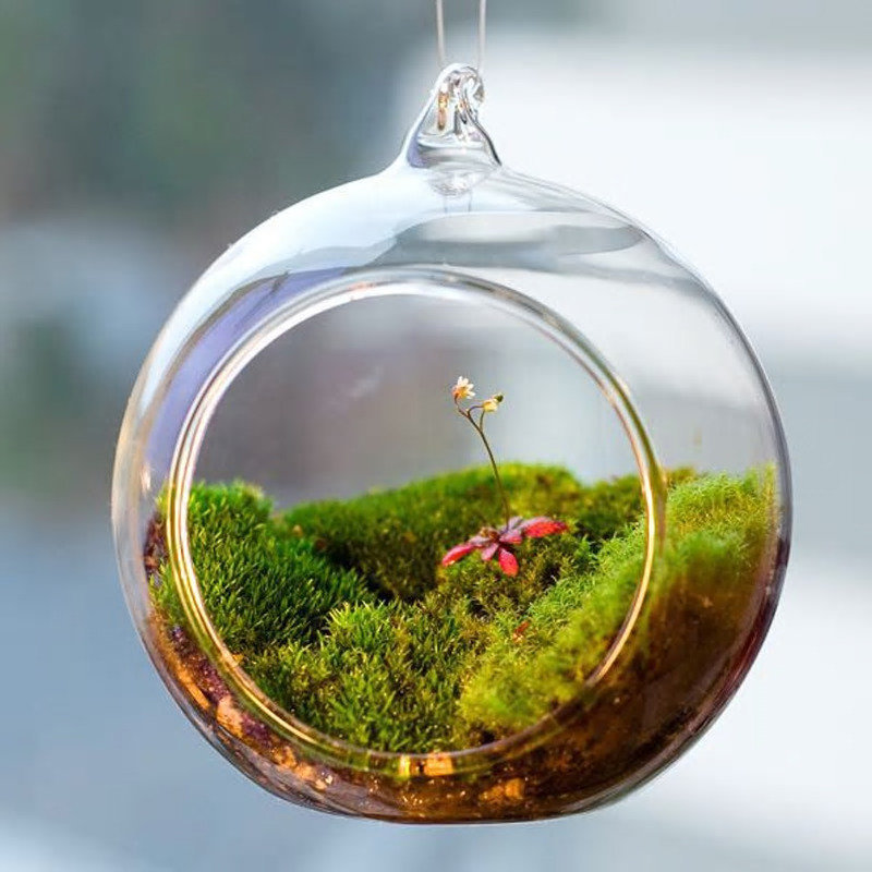 Hanging plant pot glass terrarium ball micro landscape