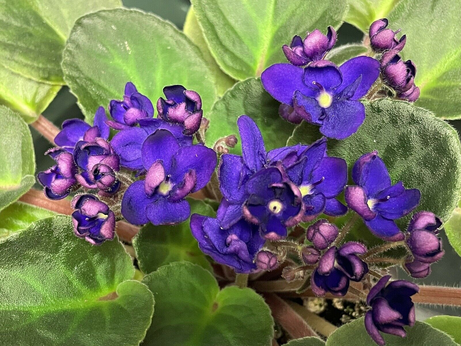 African Violet Optimara Looxo Radiant Standard Blooming Plant 4” Pot 