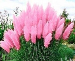 200 seeds Pink Pampas Grass Cortaderia Selloana Ornamental Showy Grass - $14.00