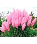 200 seeds Pink Pampas Grass Cortaderia Selloana Ornamental Showy Grass - $14.00