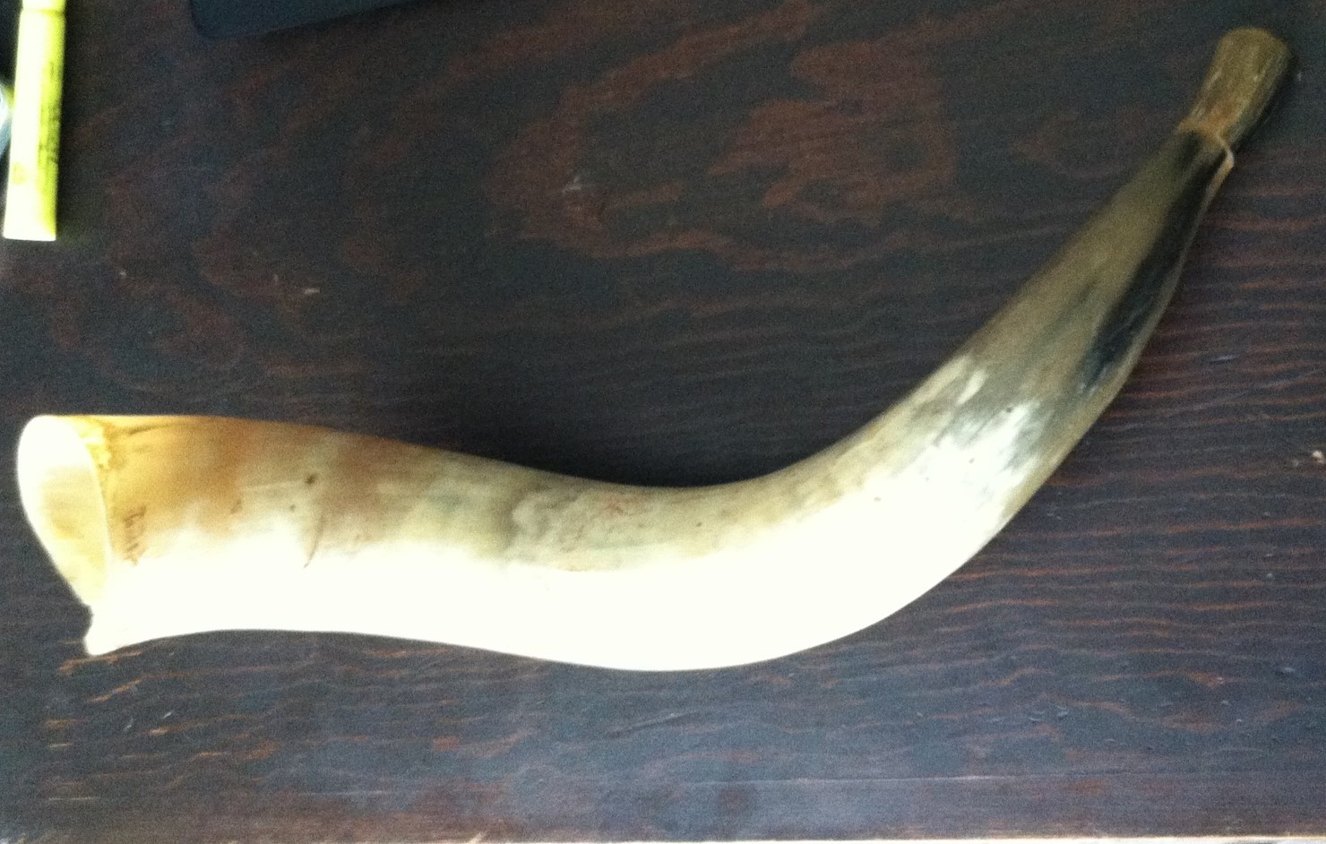 Vintage Blowing Horn w/hewn mouthpiece. Genuine Bull/Steer Horn