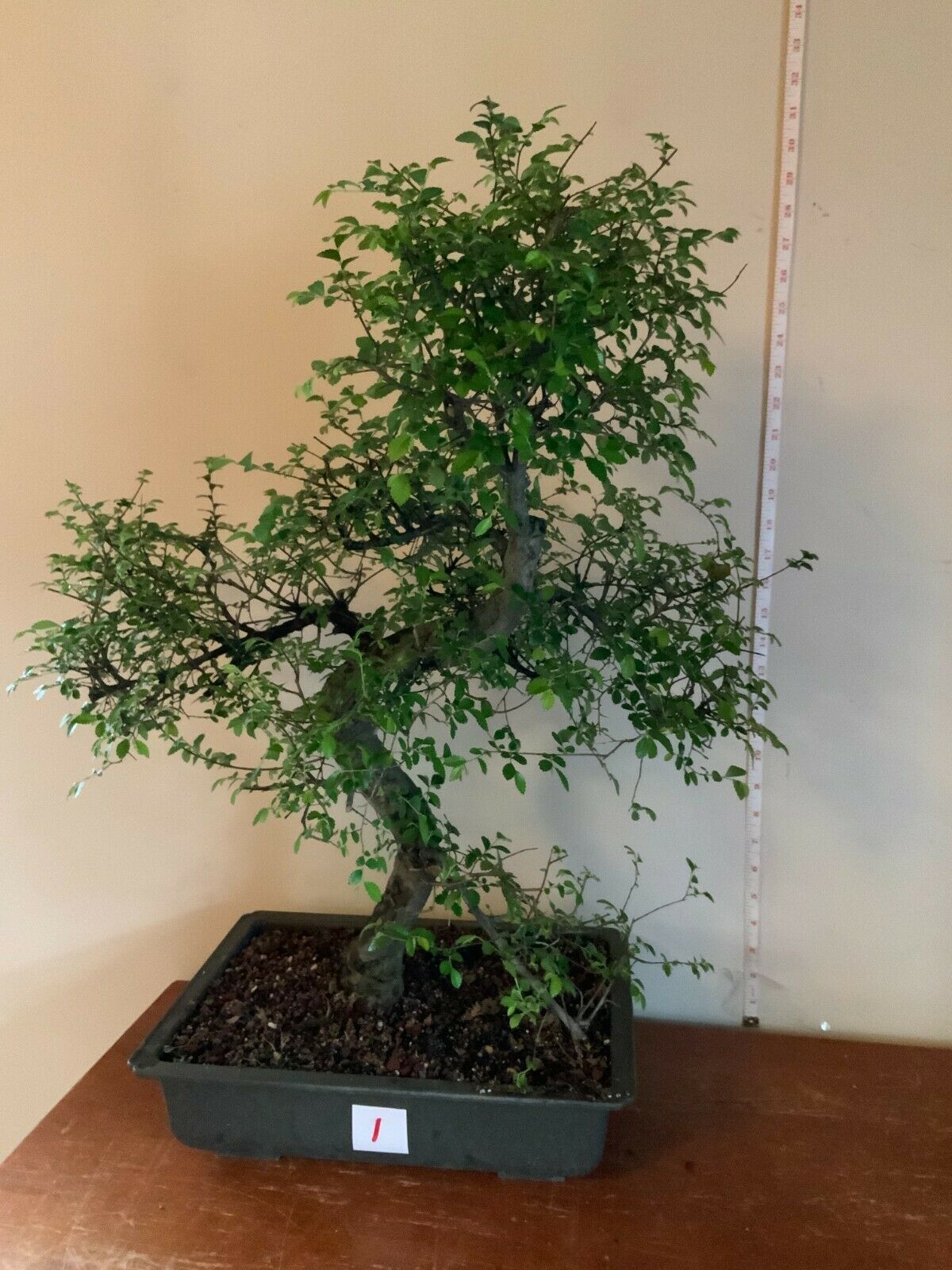 Specimen Dwarf Chinese Elm Bonsai (ulmus parvifolia seiju) Choose your tree! Plants & Seedlings