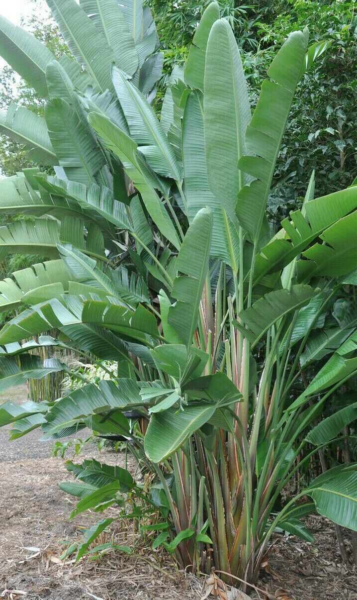 White Bird of Paradise 4 Foot Tall Strelitzia Nicolae with 2 gallon Roots Perennials