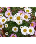50 Erigeron karvinskianus Profusion Seeds Perennials - $8.99