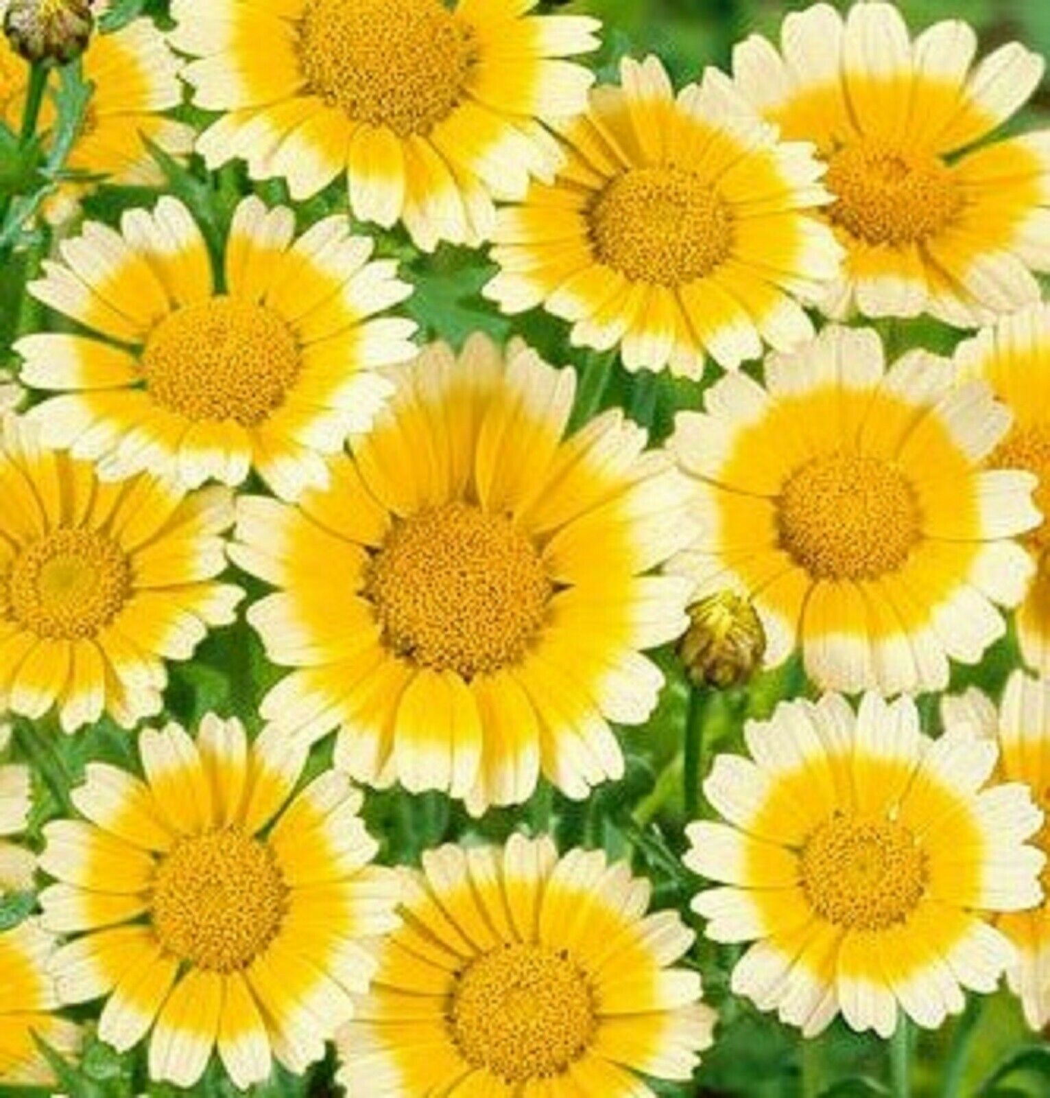 Garland Daisy Seeds 200 SEEDS BUY 4 ITEMS FREE SHIPPING Plants