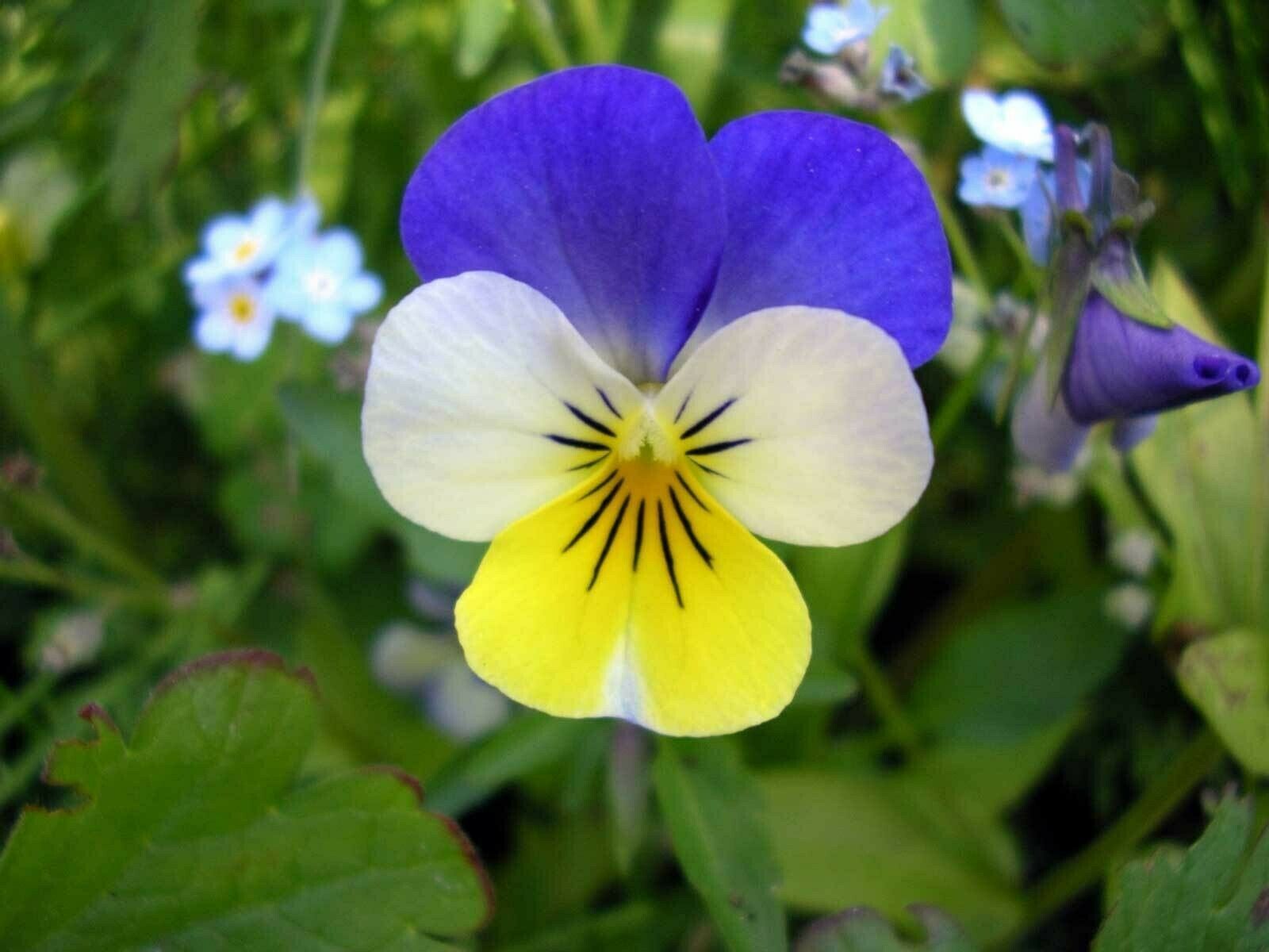 200 Seeds Viola Tricolor Helen Mount Johnny Jump Up Heartsease Seeds