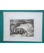 AESOP FABLES Bear &amp; Two Travellers - 1810 Etching Print by S. Howitt - $29.25