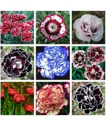 200 seeds Mixed 9 Types of Dianthus Seeds - $9.98