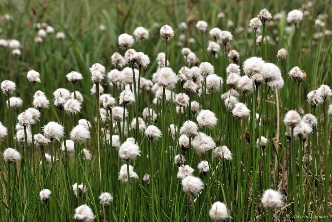 25 TAWNY COTTONGRASS Flower Seeds Eriophorum Virginicum Hare's Tail