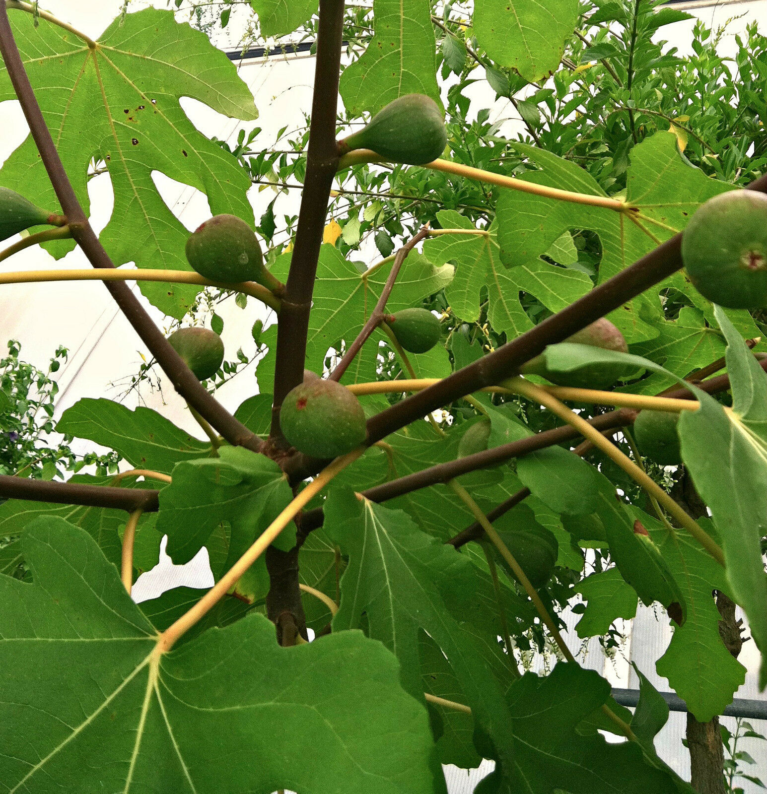 SEEDSSelfPollinating, Easy Grow, Very Hardy “Chicago Hardy" Fig Zone