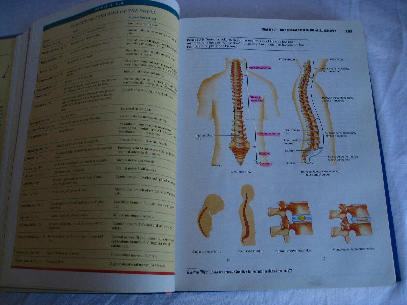 principles of anatomy and physiology tortora 15