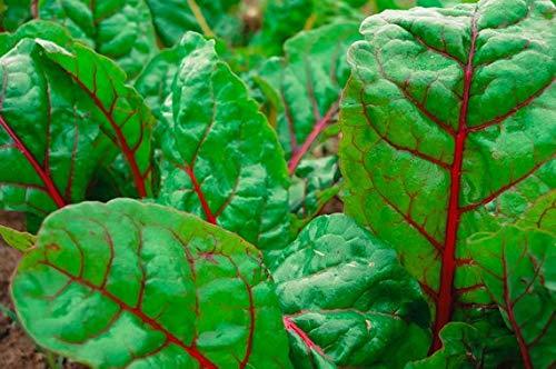 Primary image for 125 Seeds Ruby Red Chard
