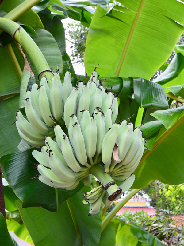 Hardy Banana Plant�Ice Cream� Tasty Fruit Tree Live Plant