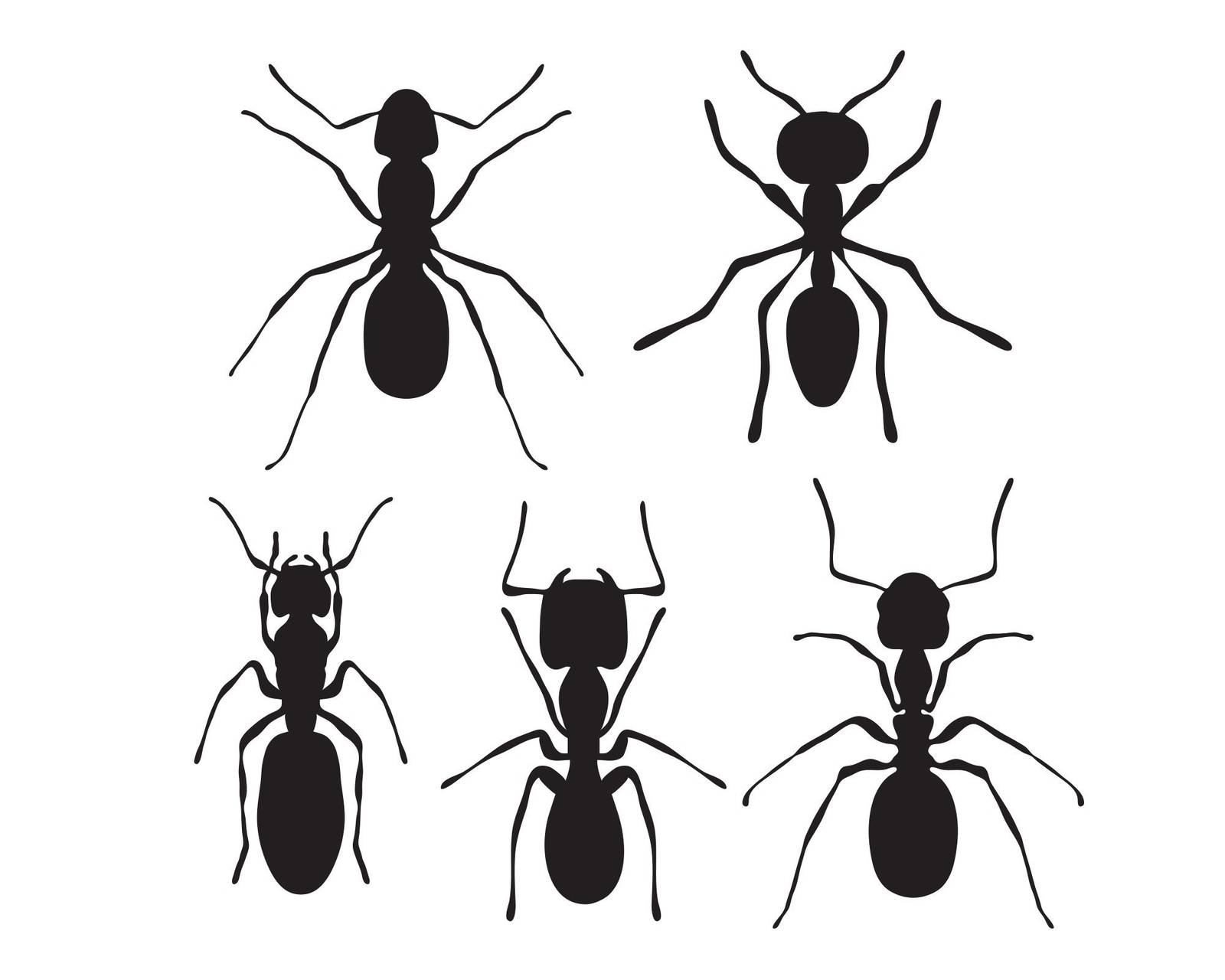 Ant svg, ants svg, ant dxf, ant template, and 10 similar items