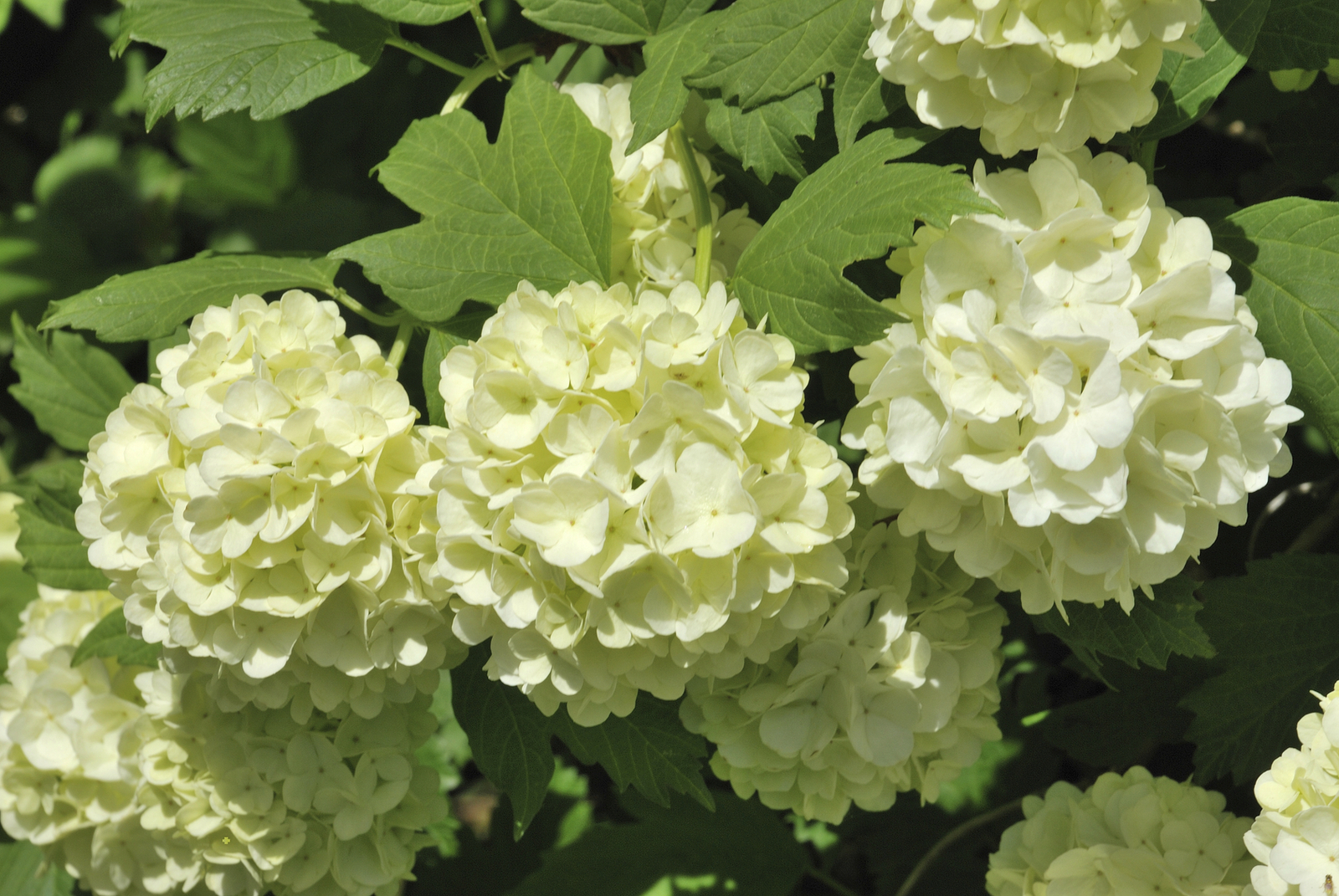 20 Pcs/Pack Green Hydrangea Seeds Perennial Seeds