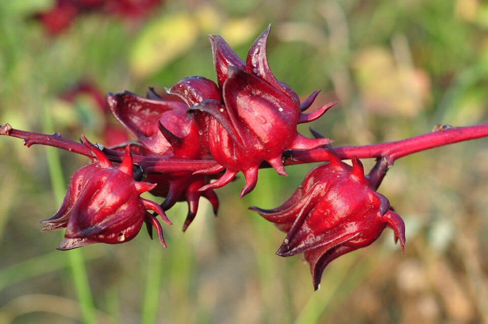 Hibiscus acetosella rare cranberry False roselle medicinal Edible plant