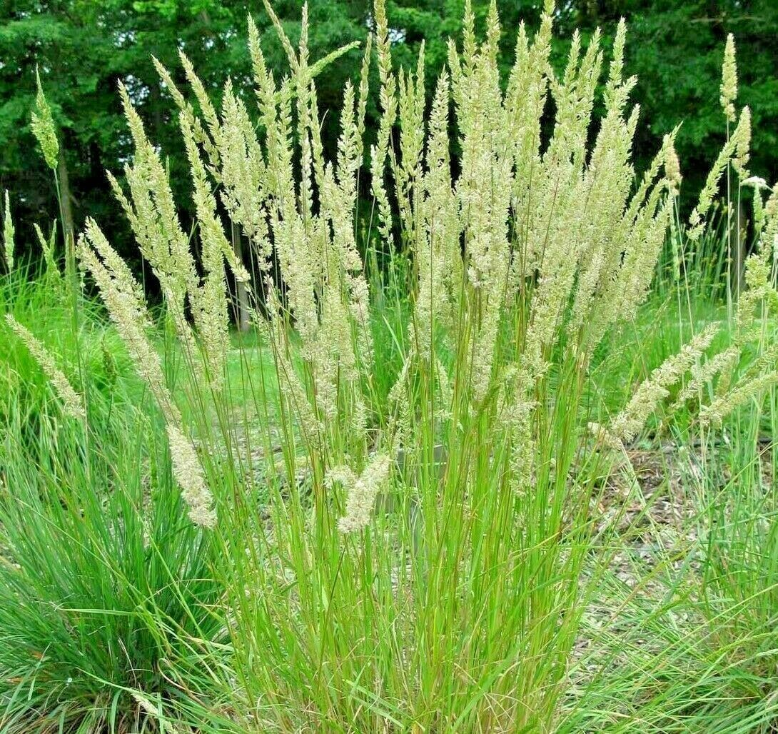 1OZ=200,000+PRAIRIE JUNE GRASS Seed American Native Clumping Ornamental
