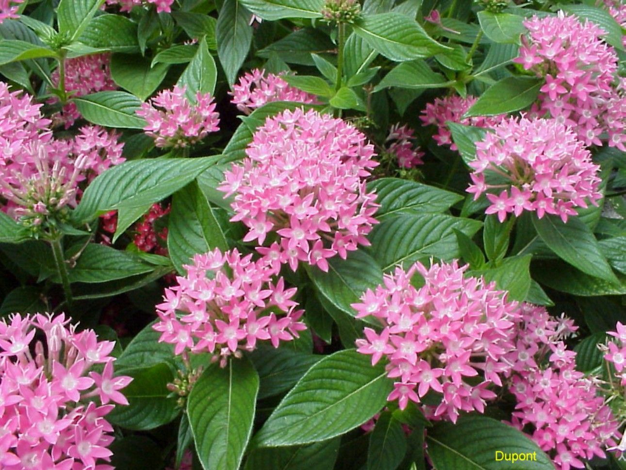 400 pcs Pentas Lanceolata Flower seeds mix 4 colors - Other Seeds & Bulbs