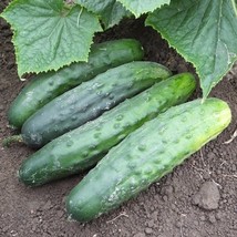 Bulk Organic Marketmore 76 Cucumber Seeds (5 LB) - $135.63