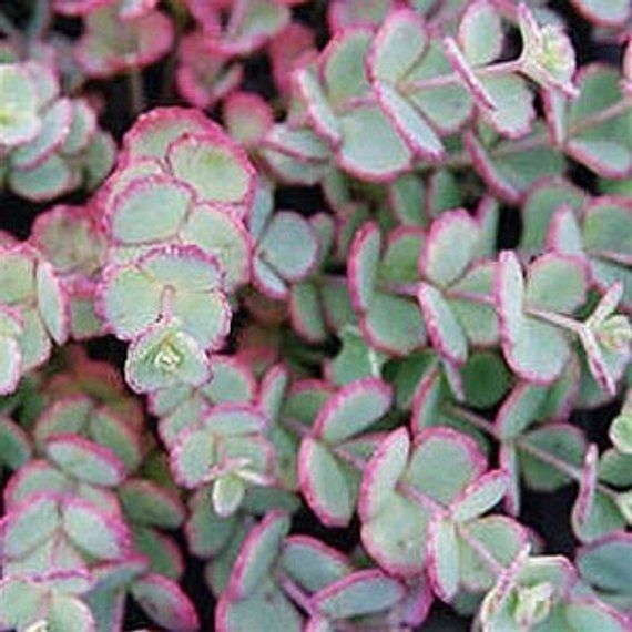 5 Sedum &quot; Sieboldii &quot; Ground Cover Live Plant