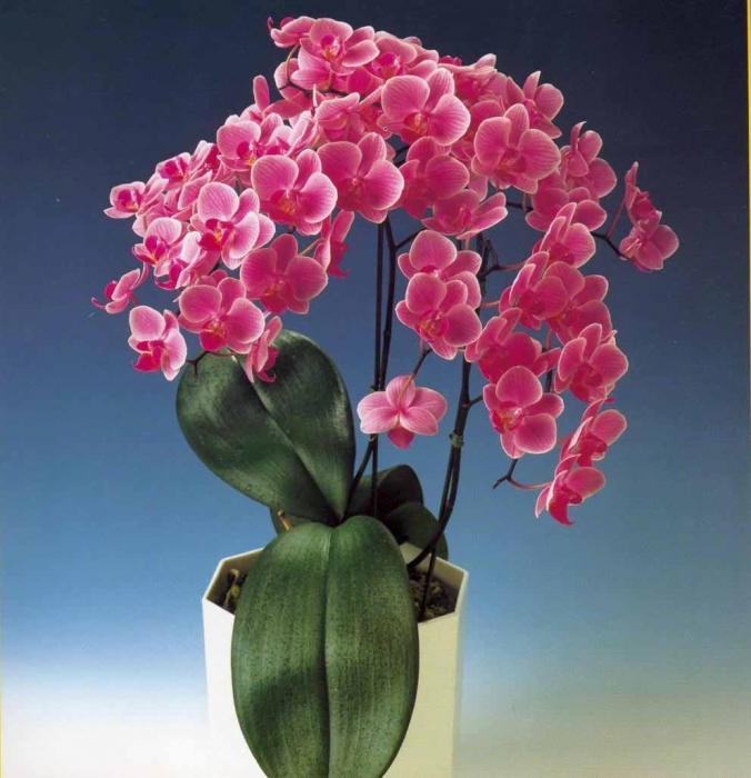 100 Seed  24 Types Perennial Phalaenopsis  Orchid DIY 