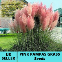Pampas Pink Ornamental Grass Seeds Cortaderia selloana Seed 100 Pcs - $18.75