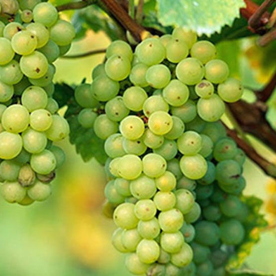 3 Cuttings of Early Muscat Grape Vine, Delicious Grapes, Zones 69 Other Plants & Seedlings