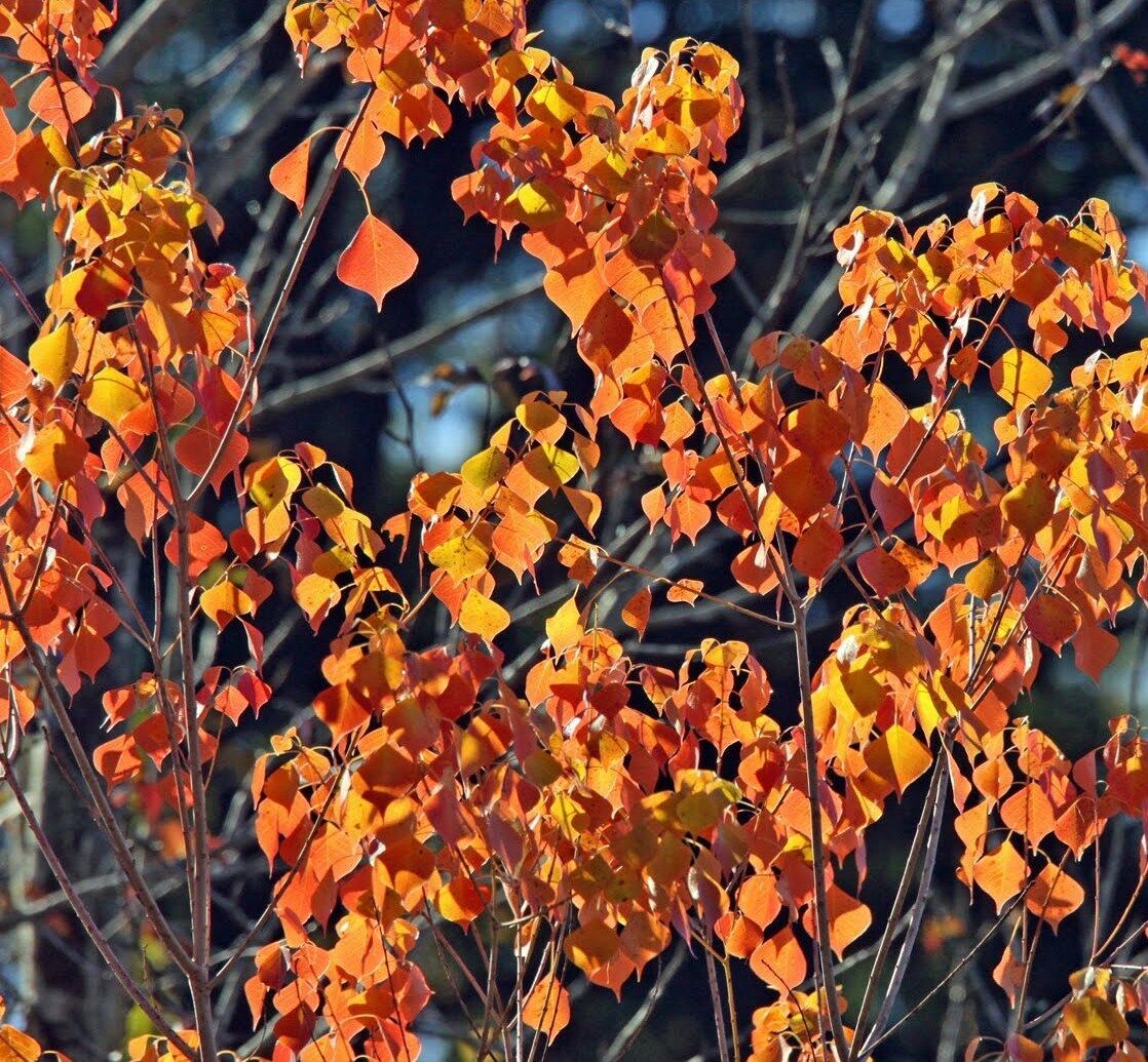 Chinese Tallow Tree Popcorn Chicken Florida Aspen Triadica Sebifera