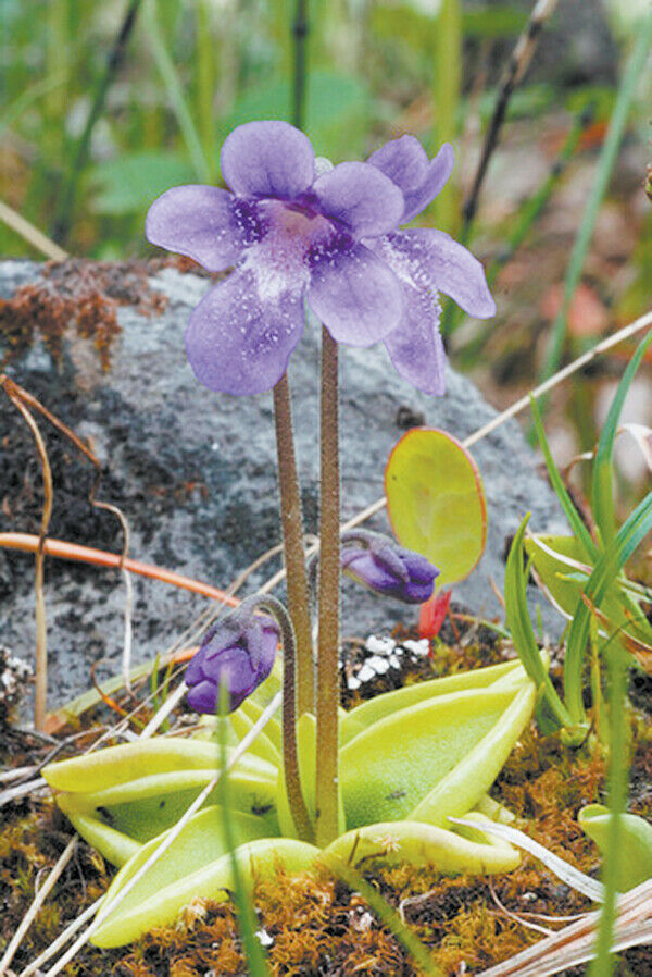 Seeds Pinguicula Vulgaris Butterwort Rare Perennial Carnivorous Garden