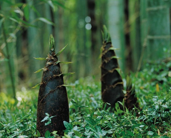 Bamboo Seeds /"50+Pcs/" Phyllostachys Pubescens Plants//Edible Plants