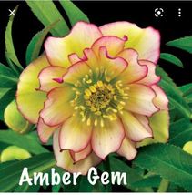 Lenton Rose Hellebore Winter Jewels Amber Gem Zones 4-9 USA Live plants - $31.51
