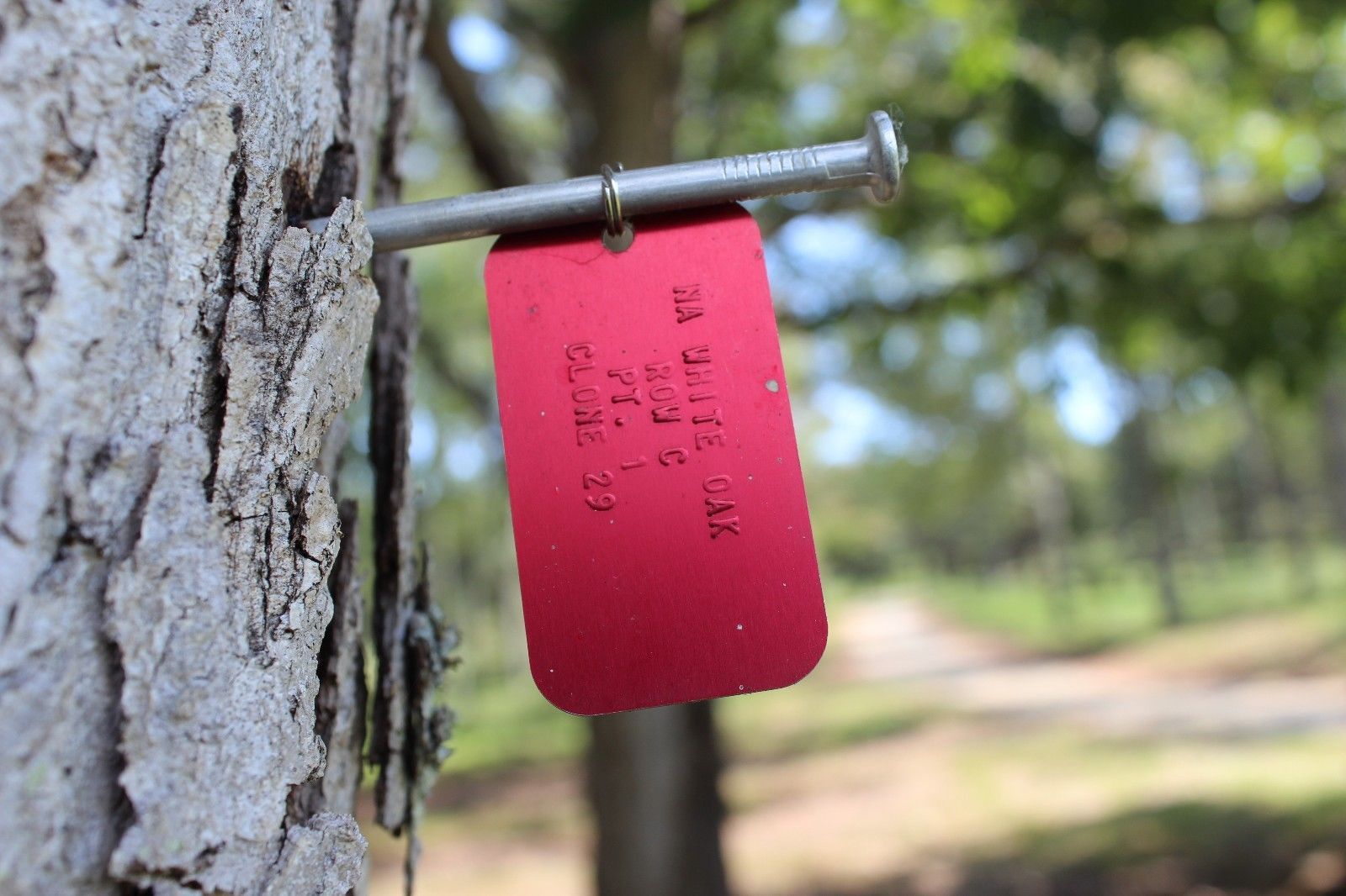 Red Medical Alert Tag Custom Print Health ID Medic Embossed Metal Dog