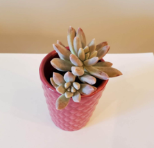 Pink Ceramic Planter with Darley Sunshine Succulent, Graptosedum Francisco Baldi image 5